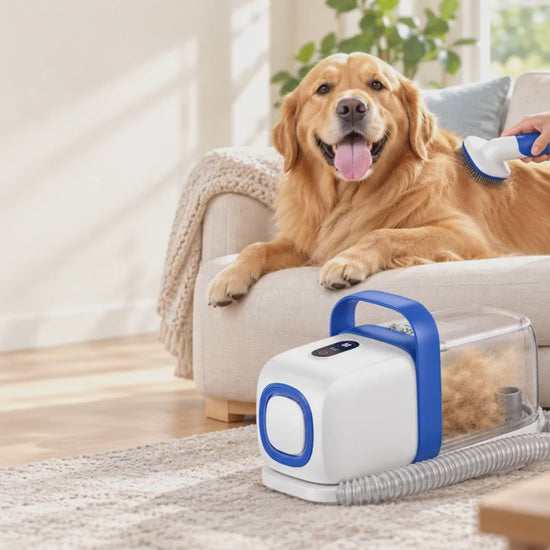 Kelvoi grooming vacuum kit in use: brushing a golden retriever while the fur goes into the canister